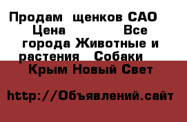 Продам ,щенков САО. › Цена ­ 30 000 - Все города Животные и растения » Собаки   . Крым,Новый Свет